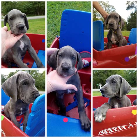 great danes for sale in sc